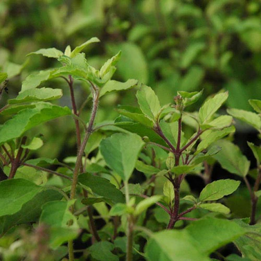 Tulsi  - Holy Basil -  Ocimum Sanctum