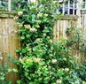 Honeysuckle Vine - Vines & Climbers