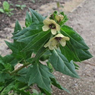 Ajwain Khurasani - Hyoscyamus Niger