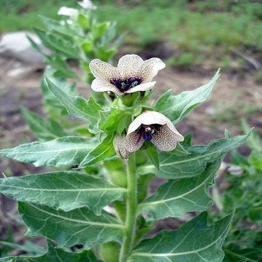 Ajwain Khurasani - Hyoscyamus Niger