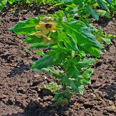 Ajwain Khurasani - Hyoscyamus Niger