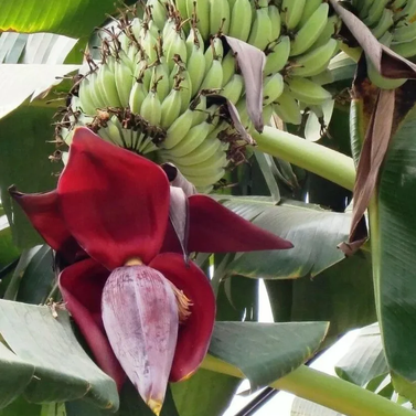 Banana Tree