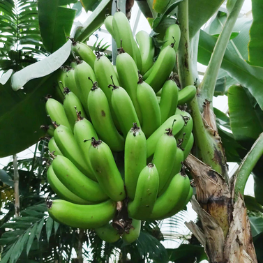 Banana Tree