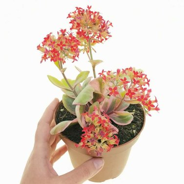 Kalanchoe Blossfeldiana -Variegated Tricolor – Succulent Plant