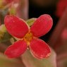 Kalanchoe Blossfeldiana -Variegated Tricolor – Succulent Plant