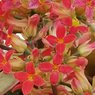 Kalanchoe Blossfeldiana -Variegated Tricolor – Succulent Plant