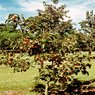 Japanese Persimmon - Japani Phaal - Amlok - Diospyros Kaki