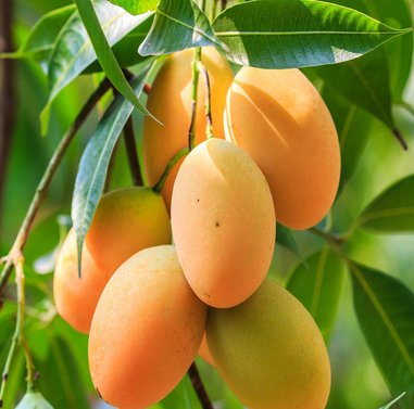 Mangoes-  Aam - Different Verities