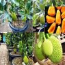 Jack Fruit - Imported - Kathal - Artocarpus Heterophyllus