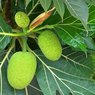 Jack Fruit - Imported - Kathal - Artocarpus Heterophyllus