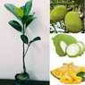 Jack Fruit - Imported - Kathal - Artocarpus Heterophyllus