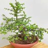 Dwarf Jade Bonsai Plant