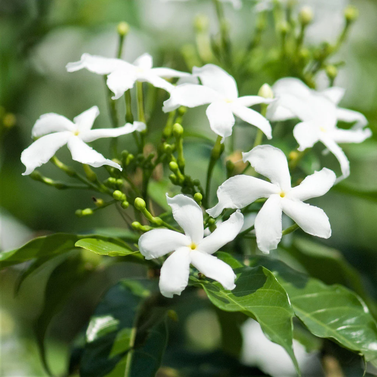 Star Jasmine- Chameli- Mogra-Champa Bela