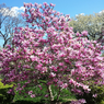 Magnolia Pink Soulangeana - Magnolia Denudata - Magnolia Liliiflora - Saucer Magnolia