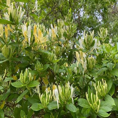 Honeysuckle Vine - Vines & Climbers