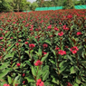 Jatropha - Barbados Nut - Bubble Bush - Purging Nut - Jatropha Curcas