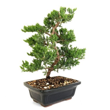 Juniper Bonsai