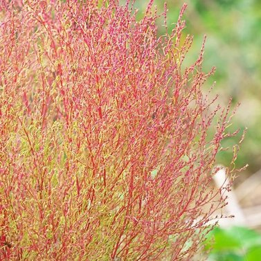 Kochia - Asparagus - Trichophylla - Burning Bush