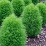 Kochia - Asparagus - Trichophylla - Burning Bush