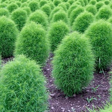 Kochia - Asparagus - Trichophylla - Burning Bush