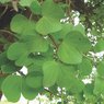 Kachnar-Bauhinia Blakeana - Medical Plant