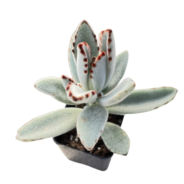 Panda Plant - Kalanchoe Tomentosa - Succulent - Live Plant