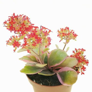 Kalanchoe Blossfeldiana -Variegated Tricolor – Succulent Plant