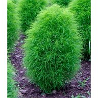 Kochia - Asparagus - Trichophylla - Burning Bush