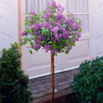 Lilac - Syringa Vulgaris