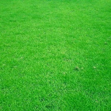 Korean Grass - Lawn Grass - Zoysia Japonica (Per Square Feet)