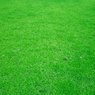 Korean Grass - Lawn Grass - Zoysia Japonica (Per Square Feet)