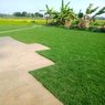 Korean Grass - Lawn Grass - Zoysia Japonica (Per Square Feet)