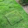 Korean Grass - Lawn Grass - Zoysia Japonica (Per Square Feet)