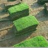 Korean Grass - Lawn Grass - Zoysia Japonica (Per Square Feet)