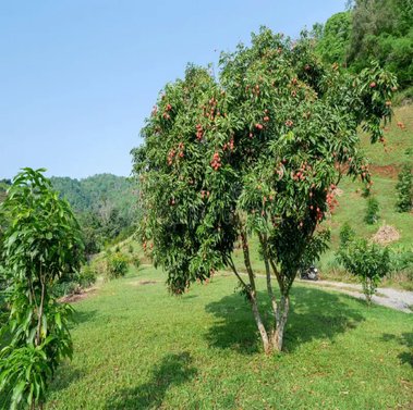 Litchi - Lychee - Litchi Chinensis