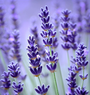 Lavender Plant – Imported