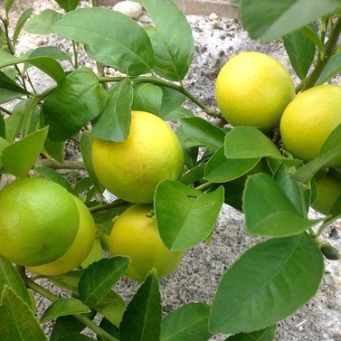 Desi Lemon Plant