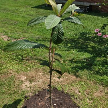 Loquat - Japanese Plum - Eriobotrya japonica