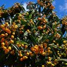 Loquat - Japanese Plum - Eriobotrya japonica