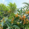 Loquat - Japanese Plum - Eriobotrya japonica