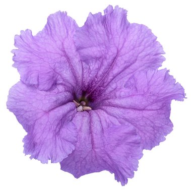 Mexican Petunia