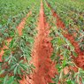 Cassava-Manihot Esculenta Plant