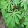 Cassava-Manihot Esculenta Plant