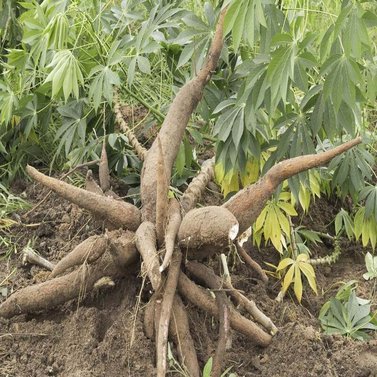 Cassava-Manihot Esculenta Plant