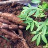 Cassava-Manihot Esculenta Plant