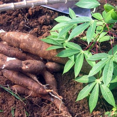 Cassava-Manihot Esculenta Plant