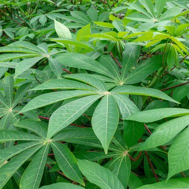 Cassava-Manihot Esculenta Plant