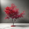 Red Maple Tree - Acer Rubrum