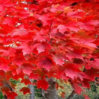 Red Maple Tree - Acer Rubrum