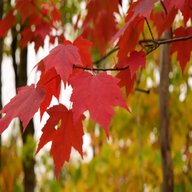 Red Maple Tree - Acer Rubrum